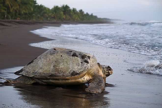 Tortuguero National Park 3-Day Exploration Package