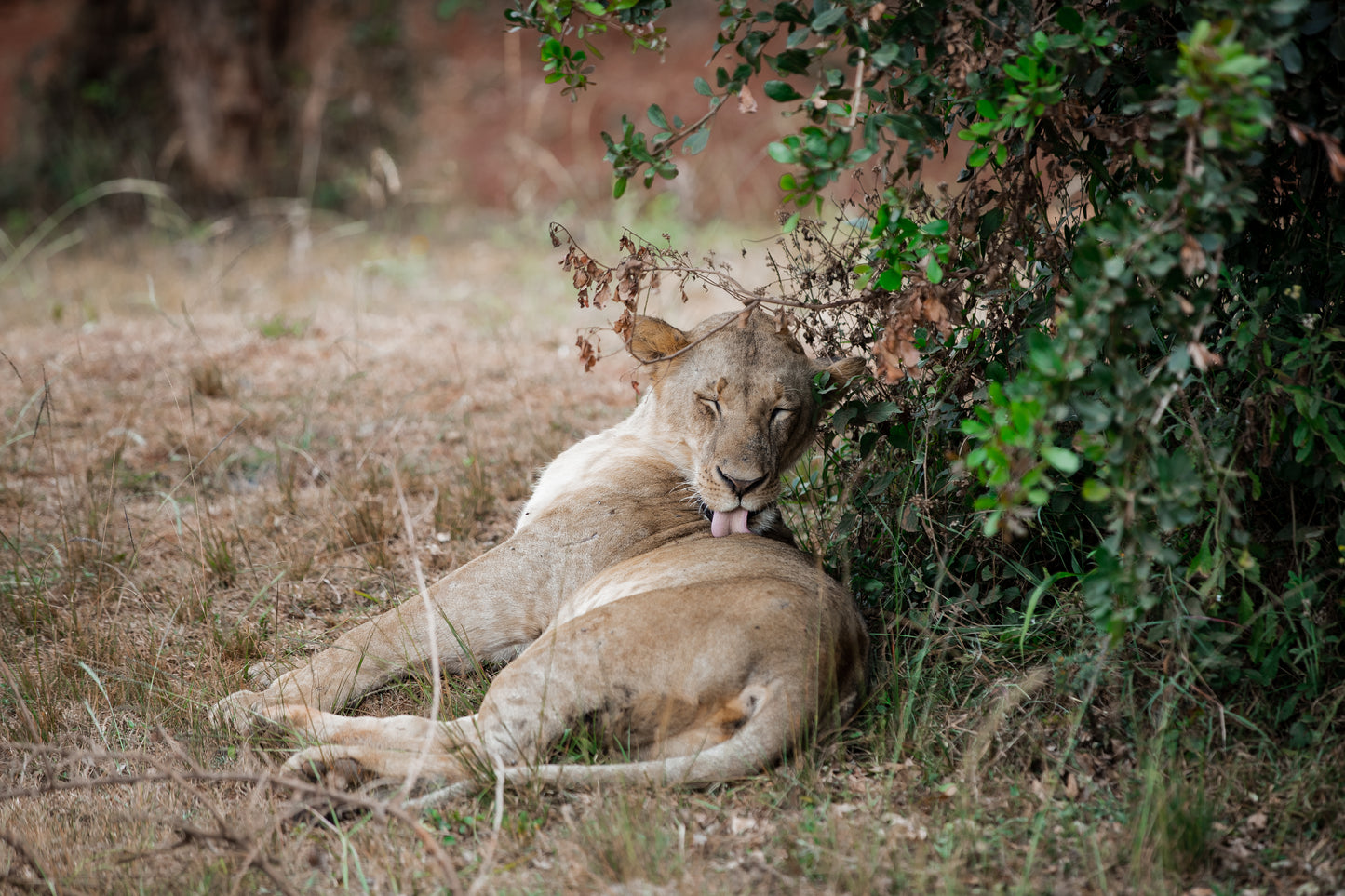 Open Jeep Sunrise Safari Experience at Nairobi National Park