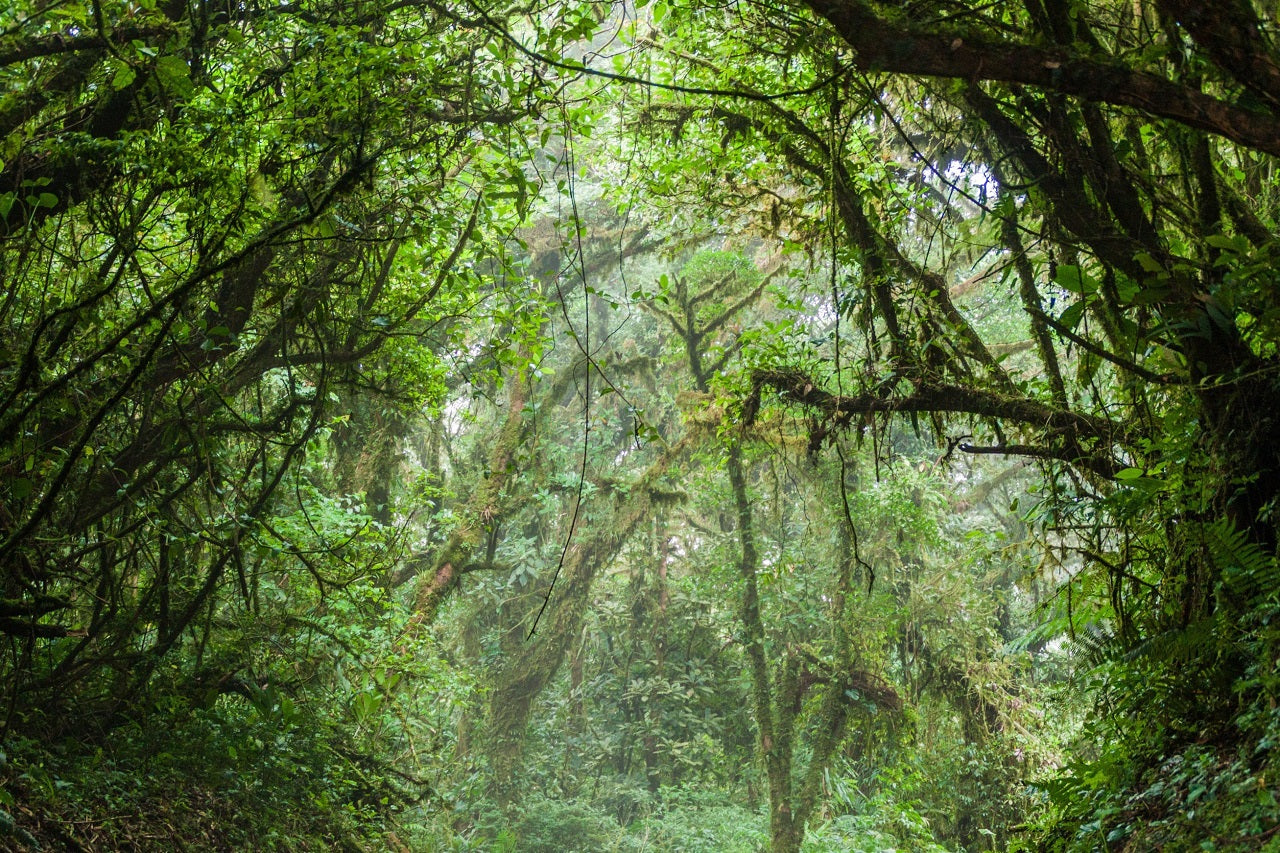 Enchanted Costa Rican Forest Exploration