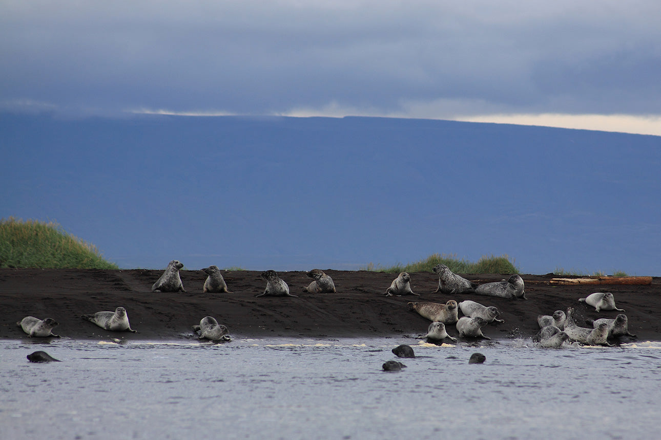 Explore the Untamed Beauty of the North