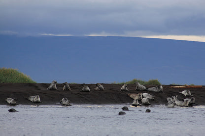 Explore the Untamed Beauty of the North