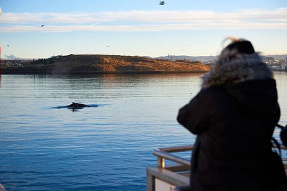 Reykjavik Luxury Yacht Whale Watching Adventure