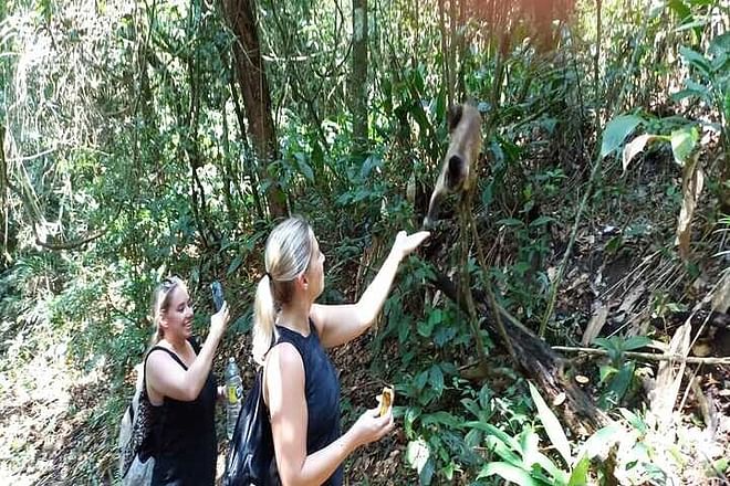 Discover Jaraguá Park: Memorable Eco Hike Amidst São Paulo's Vibrant Rainforest Scenery