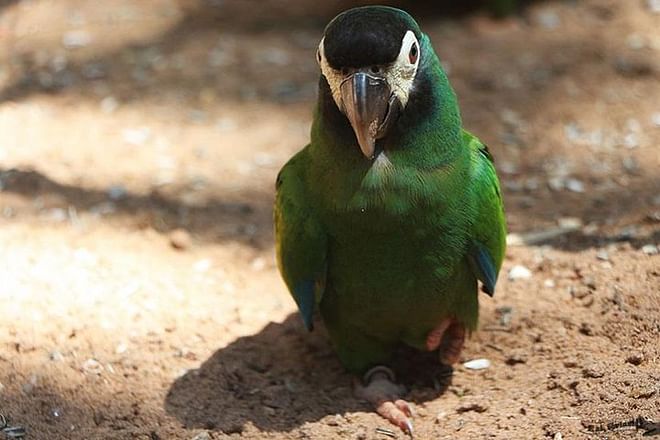 Exclusive Brazilian Adventure: Itaipu Dam Exploration, Bird Park Discovery, and Iguassu Falls Experience