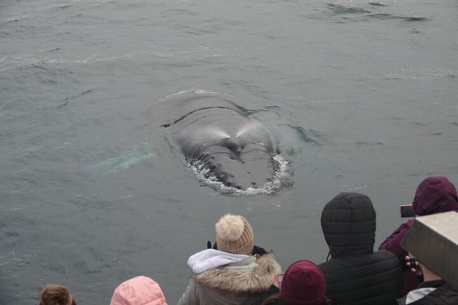 Arctic Rose Whale Watching Adventure in Reykjavík Bay