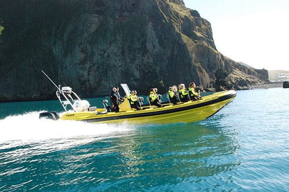 Puffin Watching Speedboat Adventure from Reykjavik Center