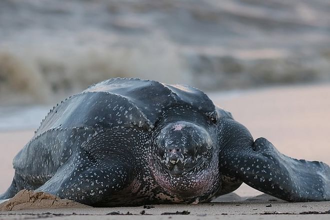 Tortuguero National Park 3-Day Exploration Package