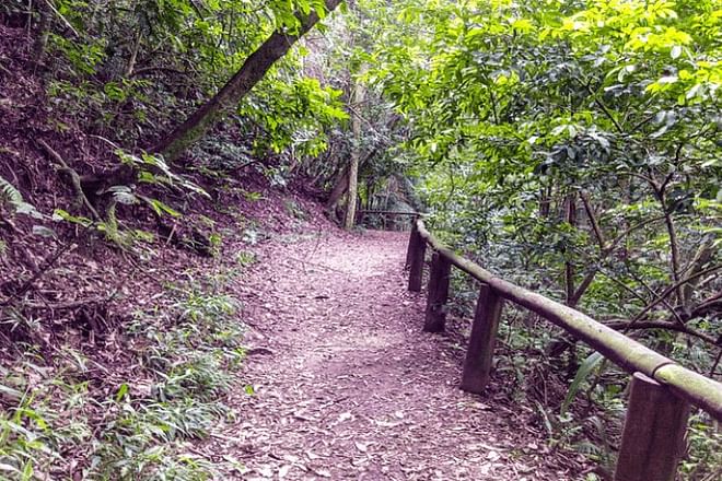 Discover Jaraguá Park: Memorable Eco Hike Amidst São Paulo's Vibrant Rainforest Scenery