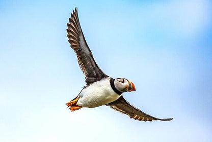 Puffin Watching Speedboat Adventure from Reykjavik Center