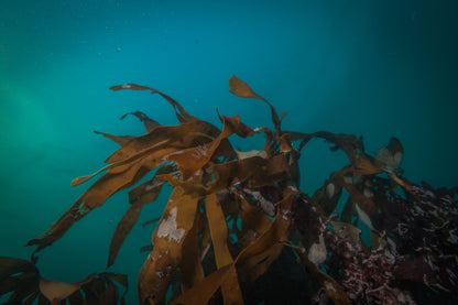 Ocean and Bjarnagjá Dive Adventure Combo