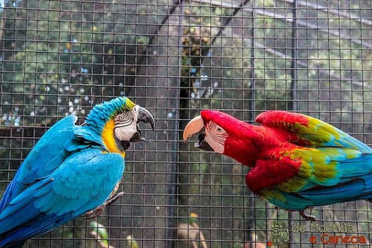 Exclusive Brazilian Adventure: Itaipu Dam Exploration, Bird Park Discovery, and Iguassu Falls Experience