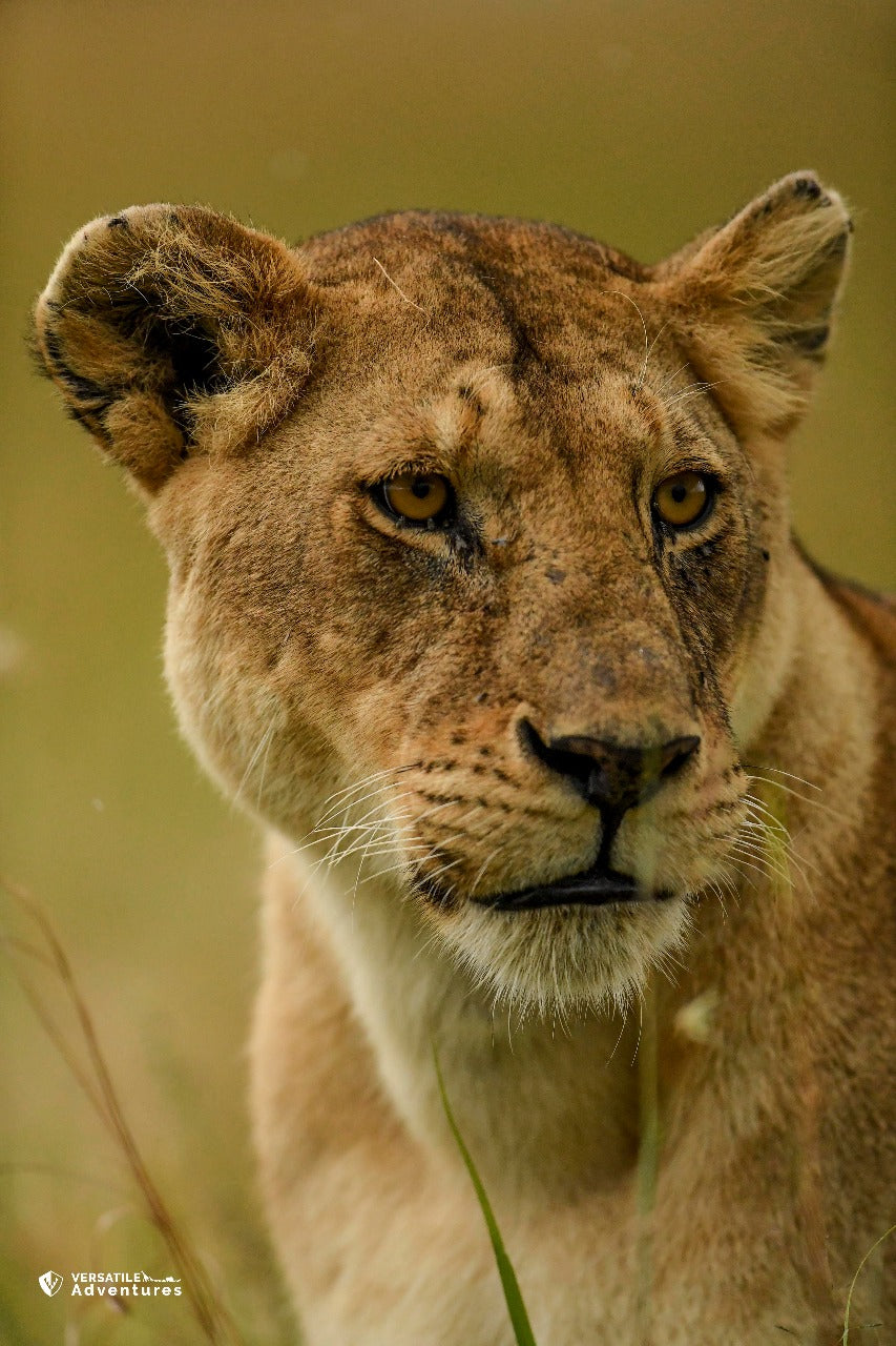 Open Jeep Sunrise Safari Experience at Nairobi National Park