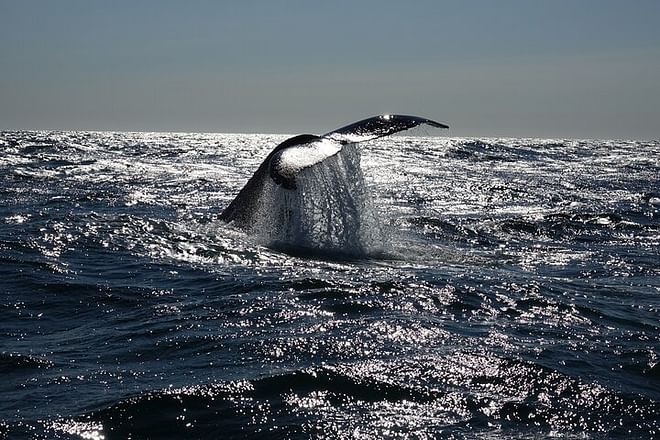 Arctic Rose Whale Watching Adventure in Reykjavík Bay