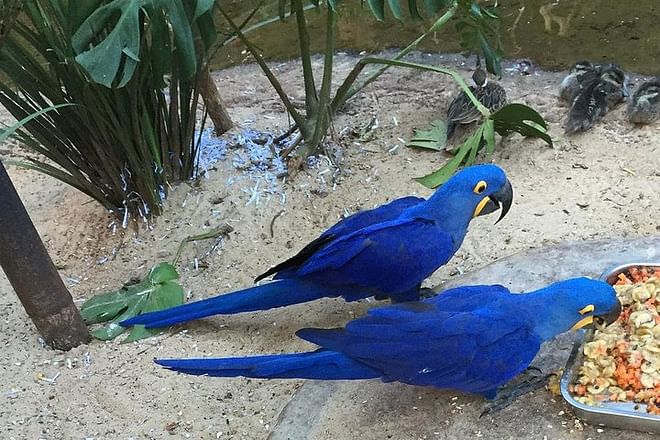 Exclusive Brazilian Adventure: Itaipu Dam Exploration, Bird Park Discovery, and Iguassu Falls Experience