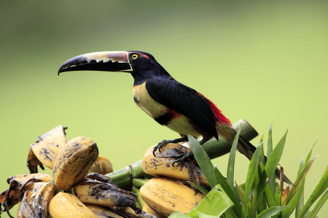 Caribbean Volcano and Nature Adventure Tour