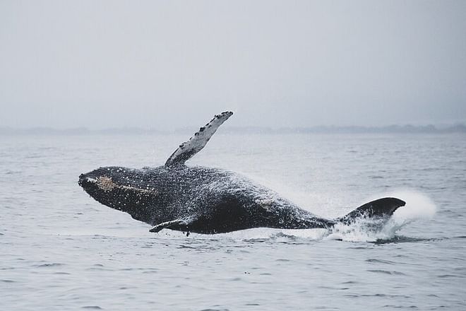 Reykjavik Bay Speedboat Excursion: The Ultimate Whale Watching Adventure in Iceland