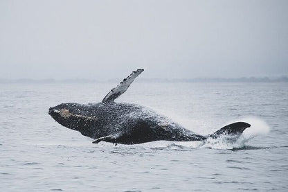 Reykjavik Bay Speedboat Excursion: The Ultimate Whale Watching Adventure in Iceland