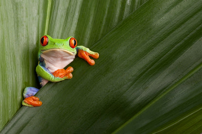 Enchanted Costa Rican Forest Exploration