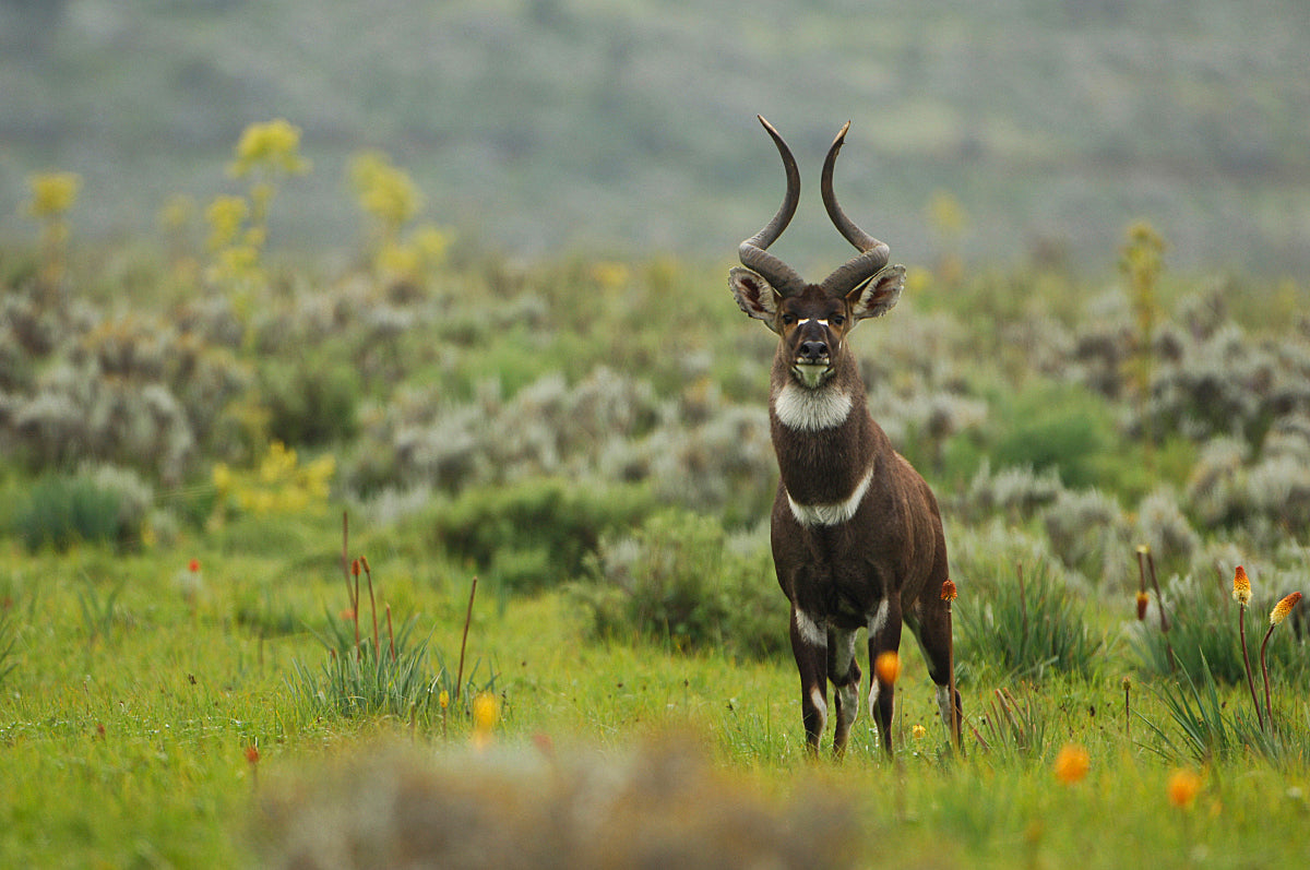 Discover the Bale Mountains: 4-Day Trekking Journey through a National Park