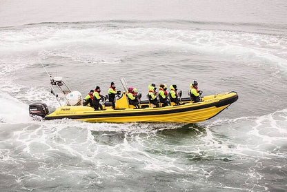 Puffin Watching Speedboat Adventure from Reykjavik Center