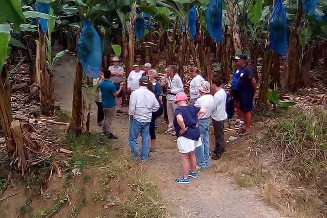 Coastal Adventure from Puerto Limon: Discovering Cahuita National Park and Banana Plantation