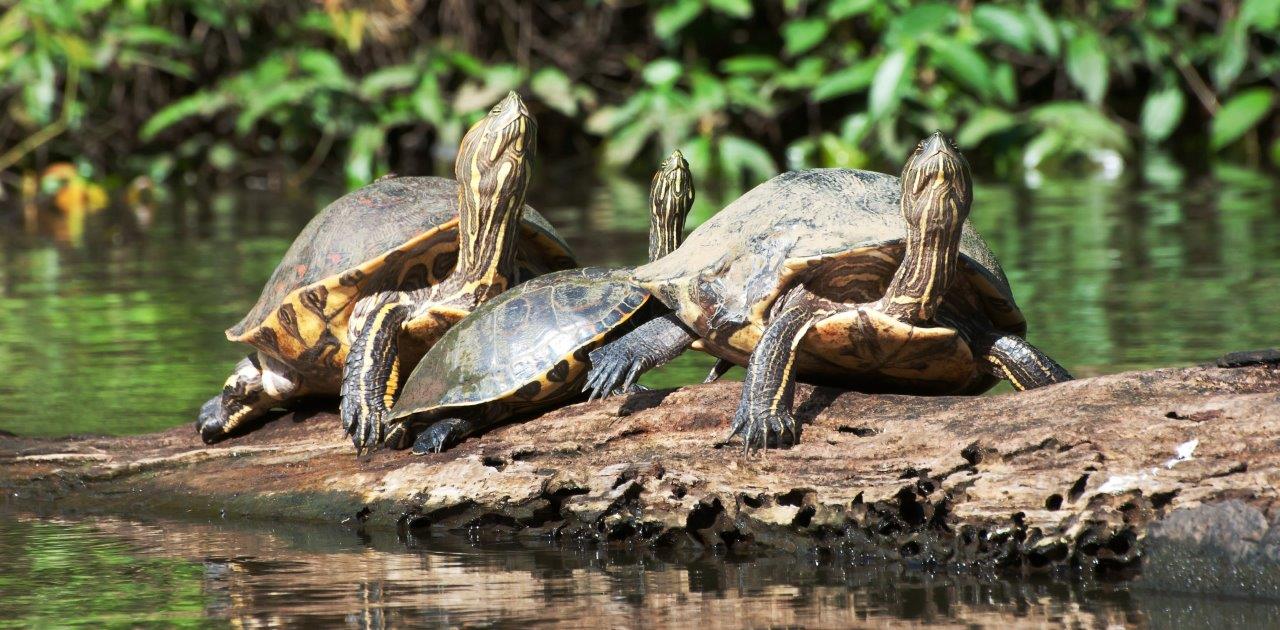 Explore the Best of Costa Rica: Unveiling the Marvels of Manuel Antonio National Park