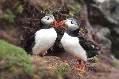 Reykjavik Bay Sailing and Puffin Watching Adventure