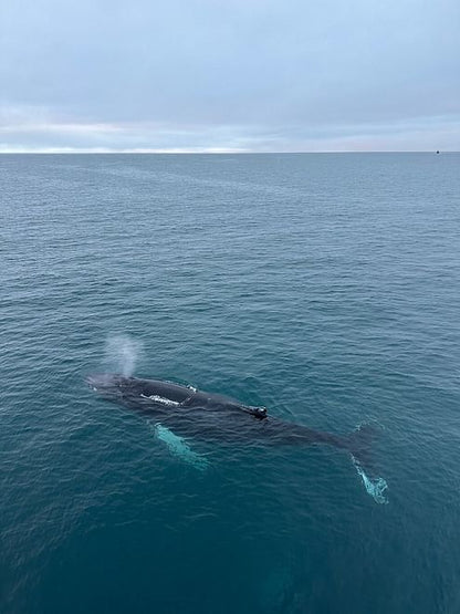 Reykjavik Bay Speedboat Excursion: The Ultimate Whale Watching Adventure in Iceland