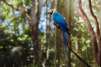 Discover Iguassu Falls: Brazilian Side Adventure with Exclusive Bird Park Tour and IGU Airport Transfer