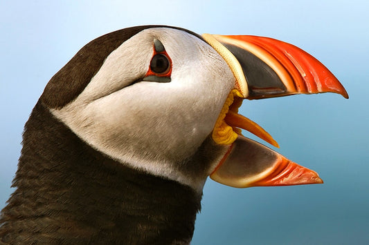 Reykjavik Bay Sailing and Puffin Watching Adventure