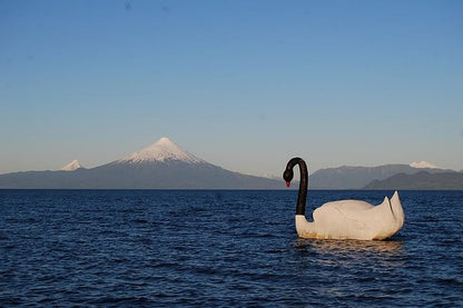 Luxury Half-Day Small-Group Frutillar Tour from Puerto Varas