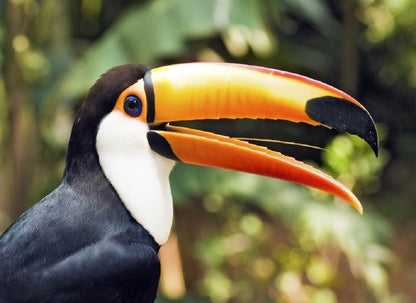 Costa Rica Essentials Plus: 8-Day Supersaver Tour