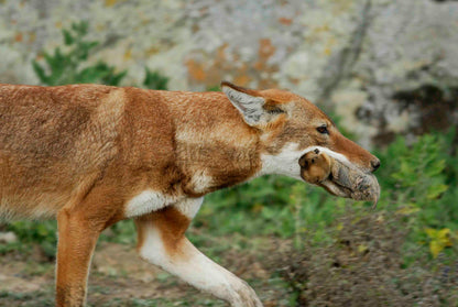 Discover the Bale Mountains: 4-Day Trekking Journey through a National Park