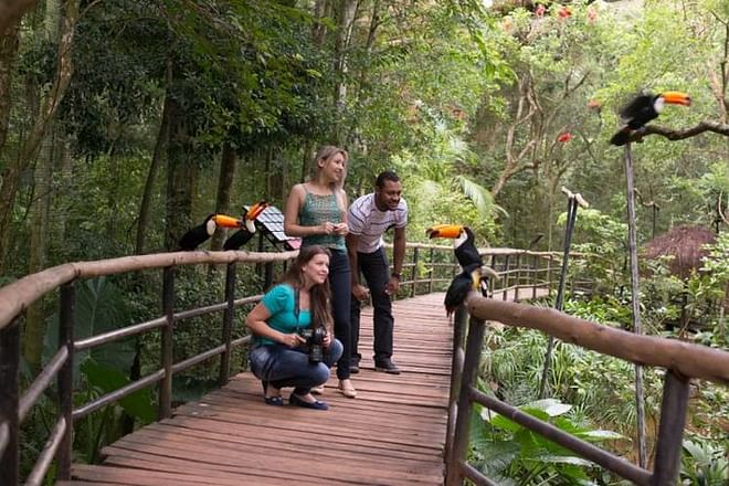 Exclusive Gran Meliá Iguazú Tour: Discover Iguassu Falls from Brazil, Explore the Bird Park and Embark on the Macuco Safari