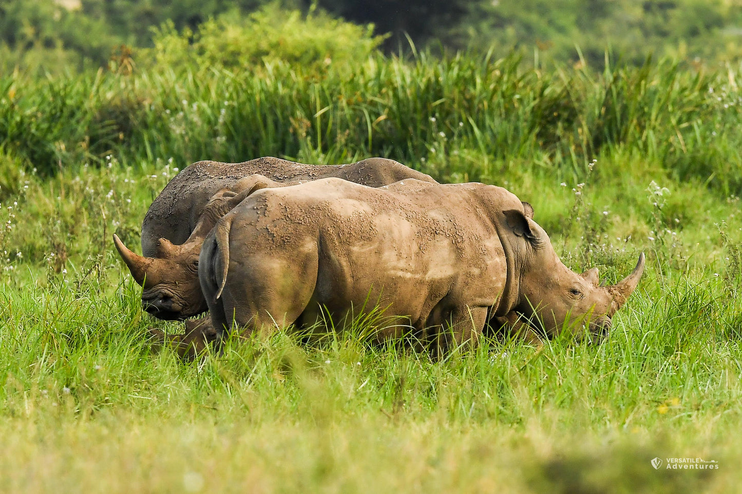 Open Jeep Sunrise Safari Experience at Nairobi National Park