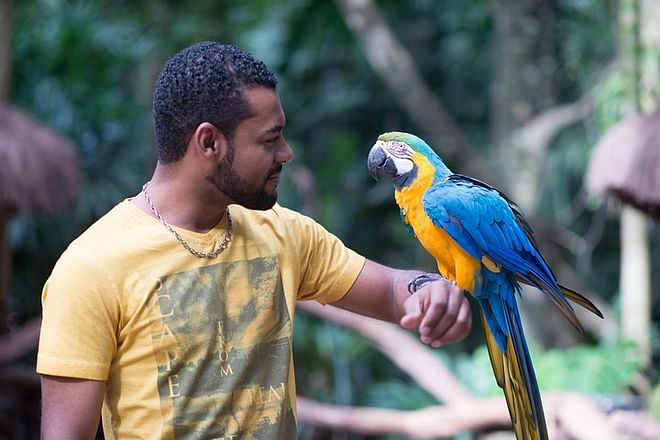 Exclusive Brazilian Adventure: Itaipu Dam Exploration, Bird Park Discovery, and Iguassu Falls Experience