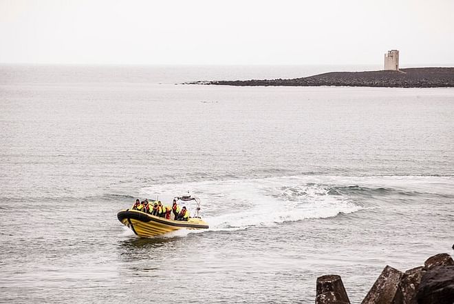 Puffin Watching Speedboat Adventure from Reykjavik Center