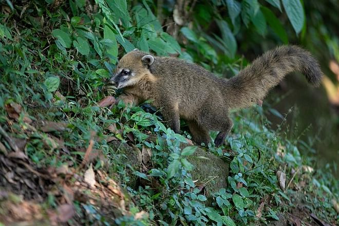 Discover Iguassu Falls: Brazilian Side Adventure with Exclusive Bird Park Tour and IGU Airport Transfer