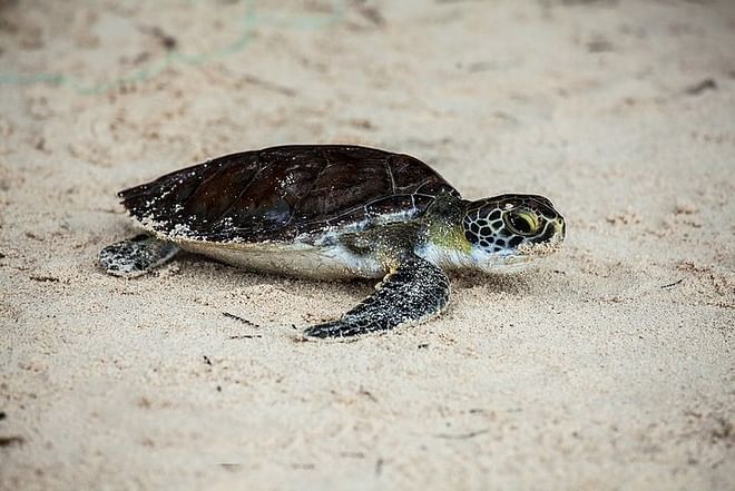 Tortuguero National Park 3-Day Exploration Package