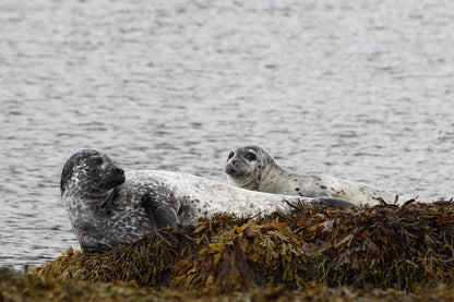 Explore the Untamed Beauty of the North