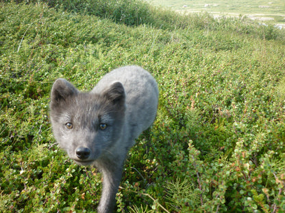 Wildlife Exploration Adventure: A Journey into the Backcountry