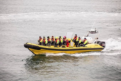 Puffin Watching Speedboat Adventure from Reykjavik Center