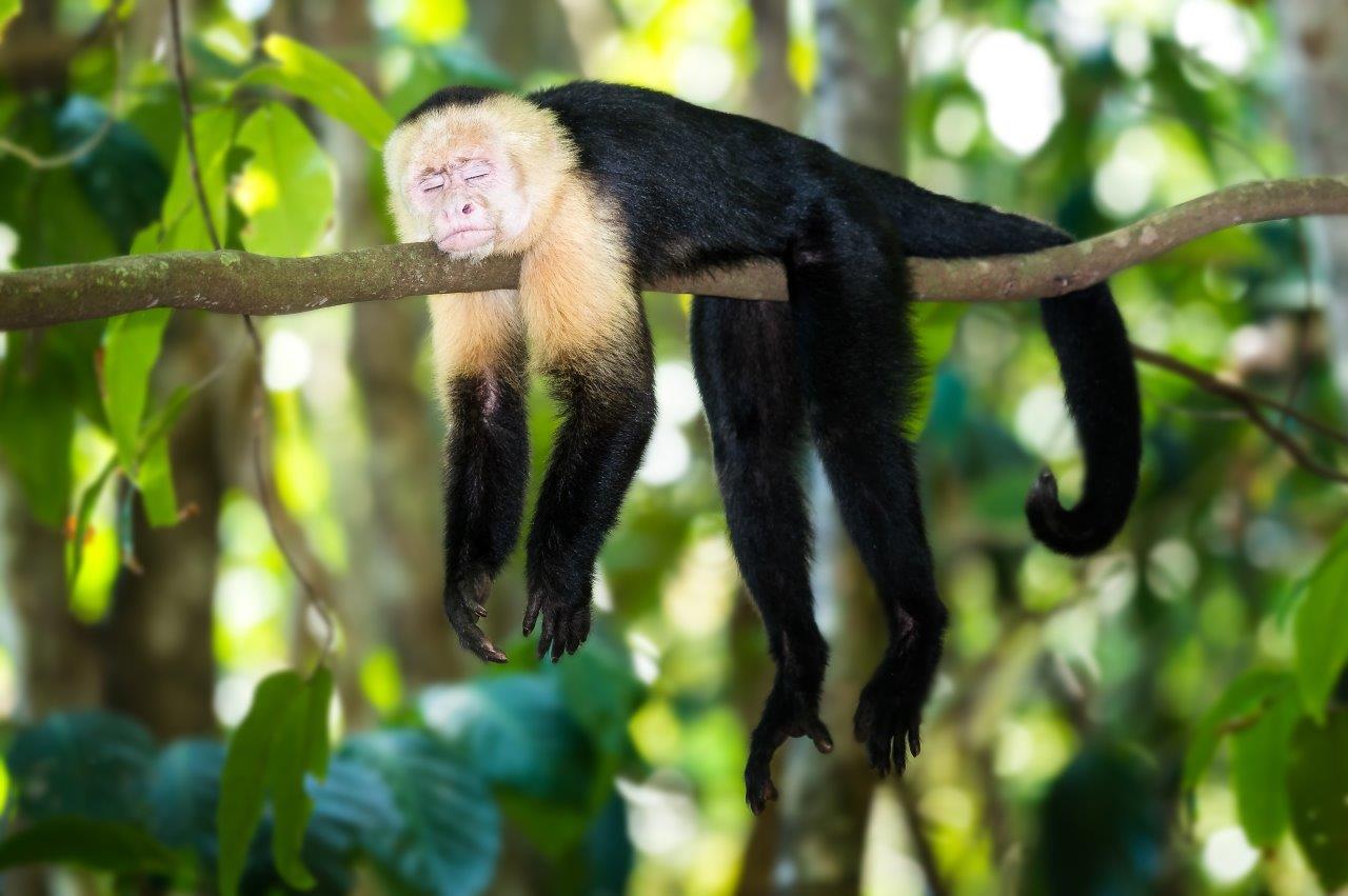 Explore the Best of Costa Rica: Unveiling the Marvels of Manuel Antonio National Park