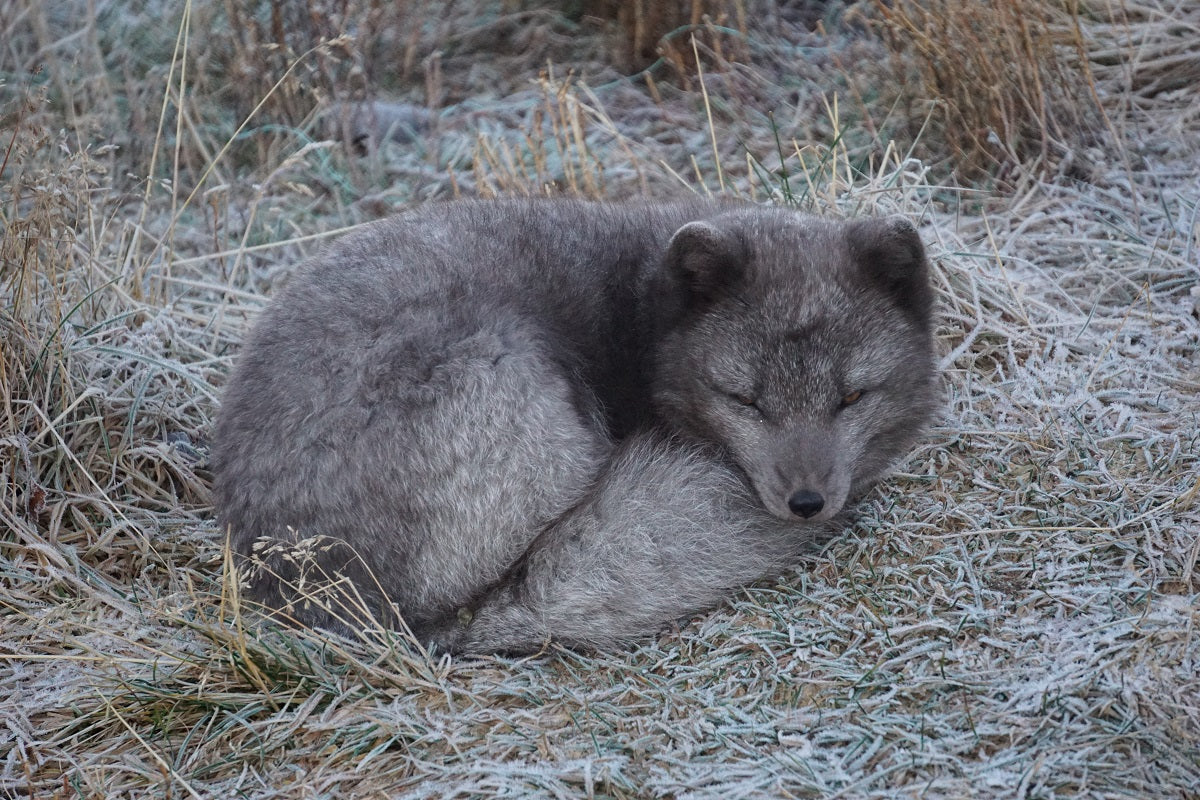 Arctic Exploration Tour: Discover Glaciers, Chase the Northern Lights & Meet Arctic Foxes