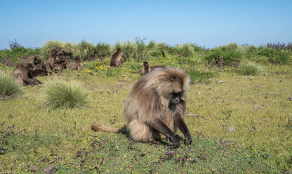 Exploring Northern Ethiopia: A 9-Day Adventure Tour