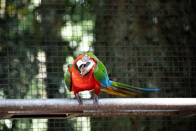 Exclusive Brazilian Adventure: Itaipu Dam Exploration, Bird Park Discovery, and Iguassu Falls Experience