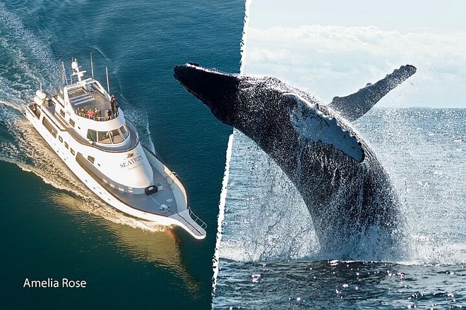 Reykjavik Luxury Yacht Whale Watching Adventure