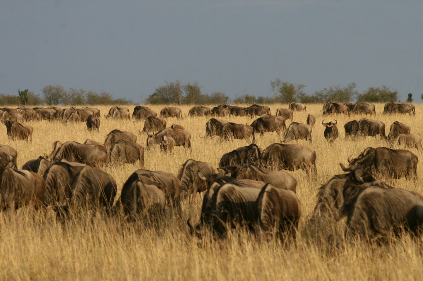 Ultimate 9-Day Kenya Safari: The Perfect Romantic Honeymoon Adventure