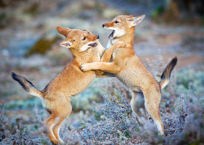 Discover the Bale Mountains: 4-Day Trekking Journey through a National Park