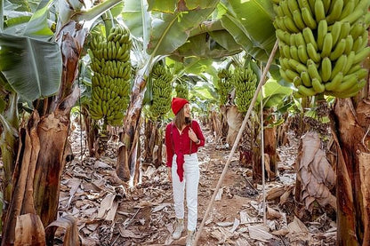 Coastal Adventure from Puerto Limon: Discovering Cahuita National Park and Banana Plantation